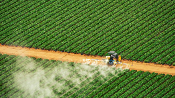 Best Local Pest Control Services  in Selmer, TN