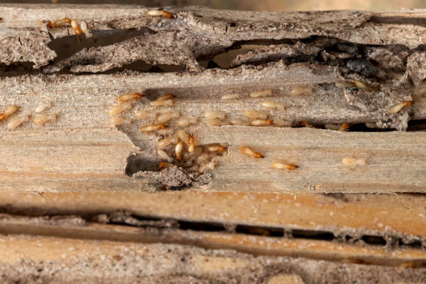 Best Best Pest Control Companies  in Selmer, TN